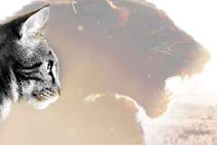 Interim must never be a pale imitation of executive search Interim must never be a pale imitation of executive search